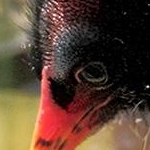 IMG_4563 Poussin poule deau